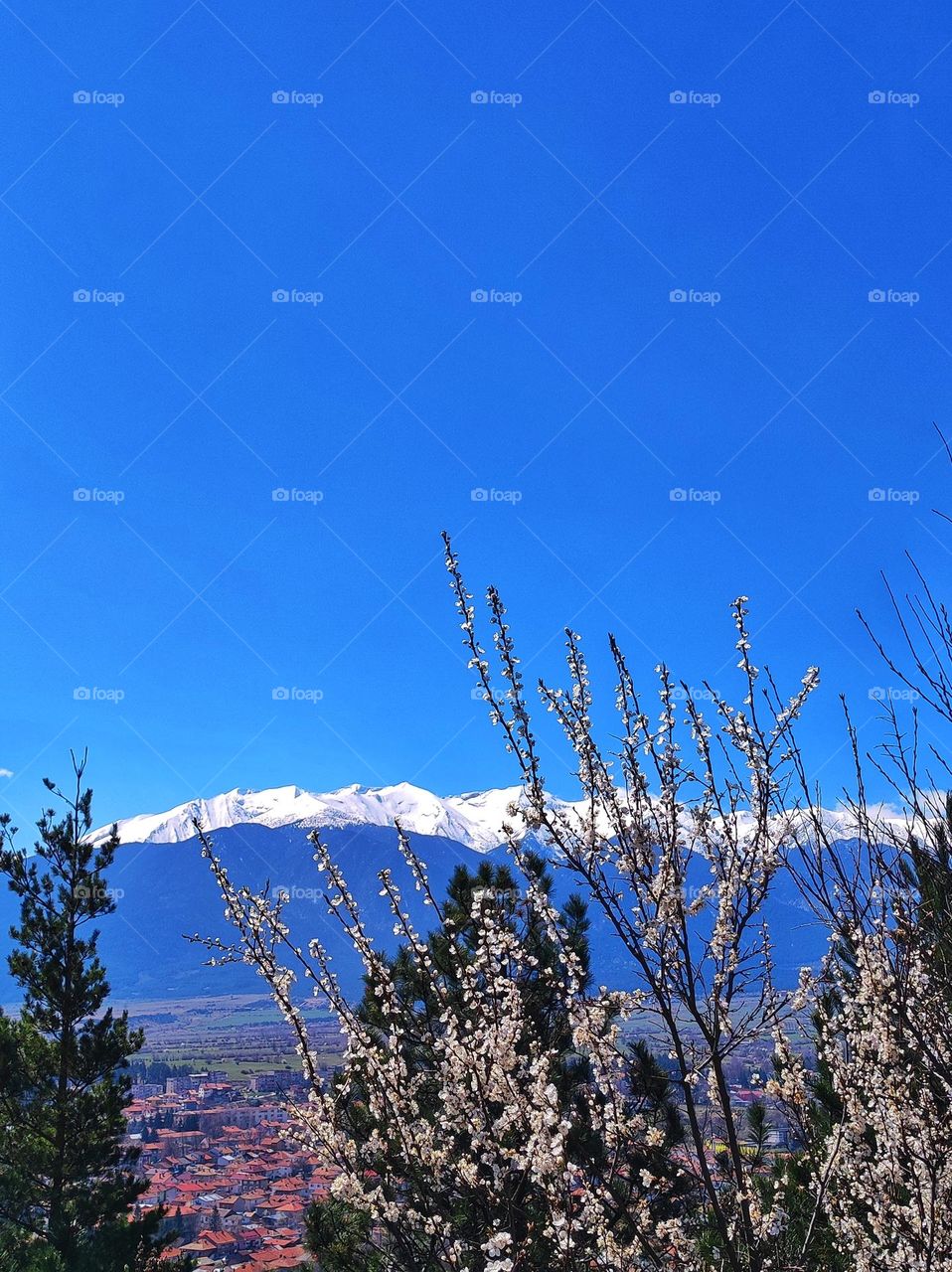 A beautiful photo of Pirin mountain in Bulgaria with snowy hills, blue cloudless sky and trees on focus with flower buds and a town below