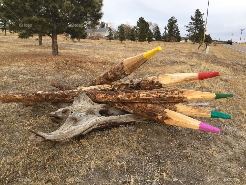 Trees turned colored pencils