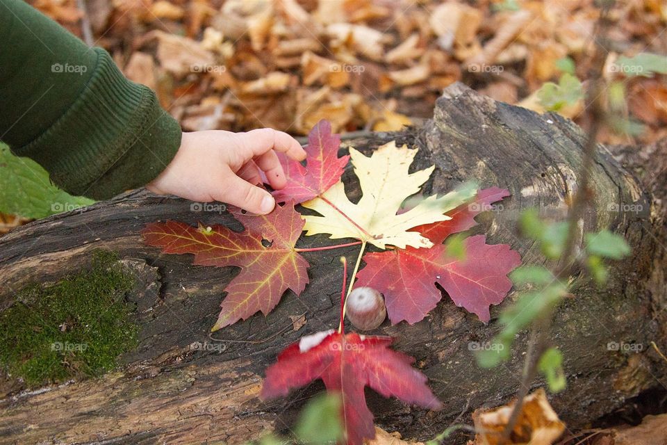 leaves in children's hand