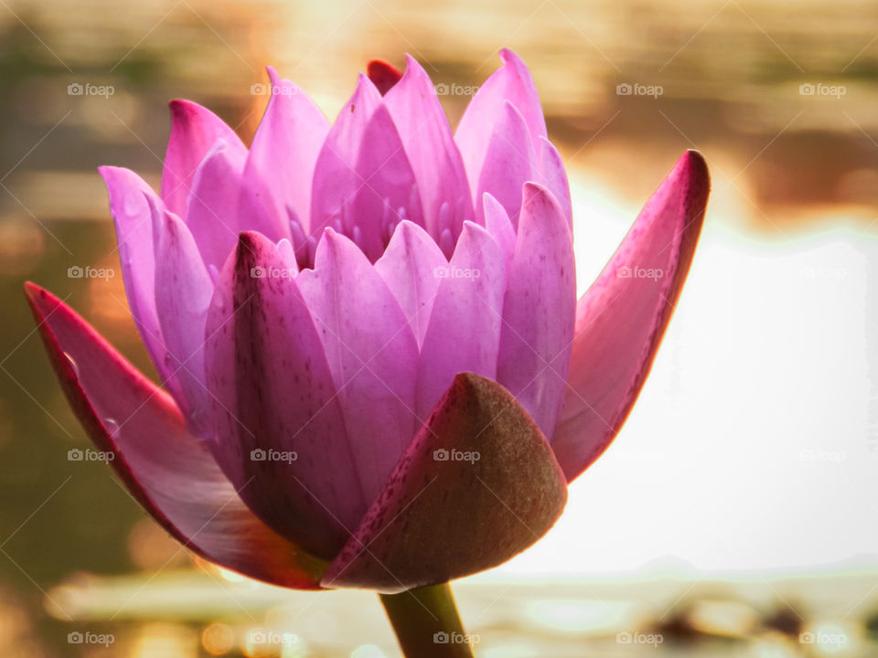 waterlily