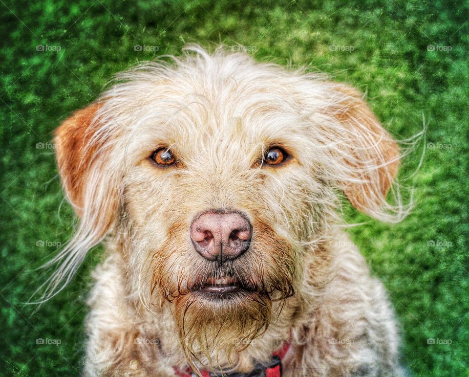 A hairy dog with a toothy smile looking straight at the camera.