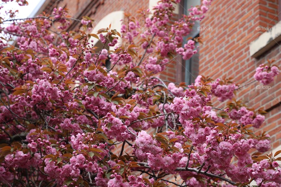 Cherry bloom in the city