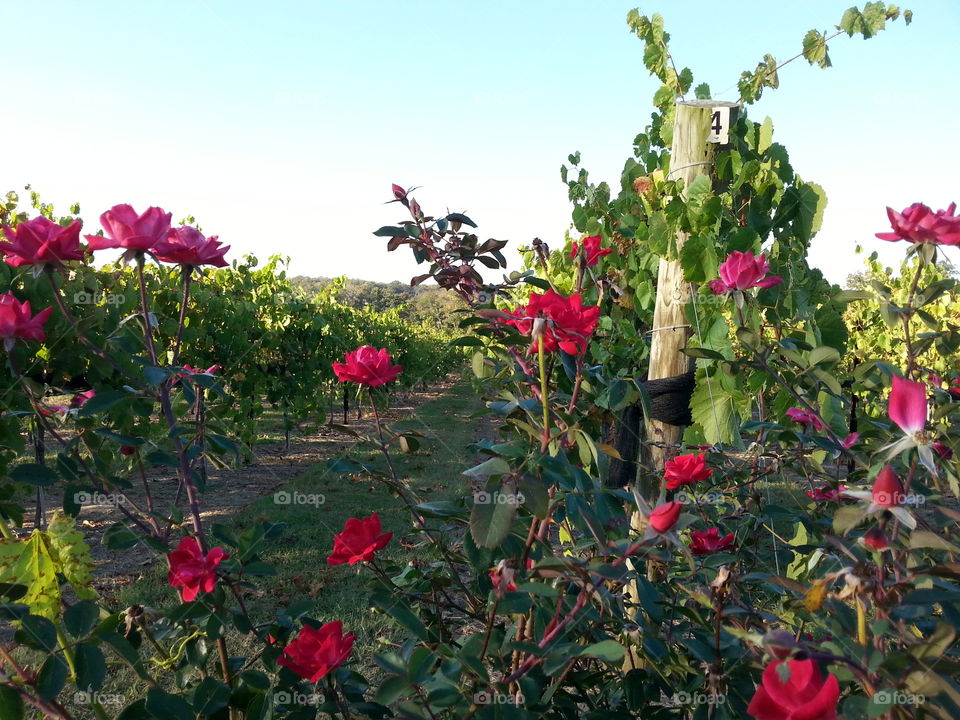 Roses and Grapes