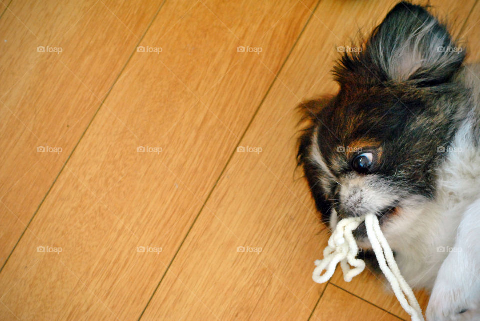 Pekingese Dog, playing, lying down