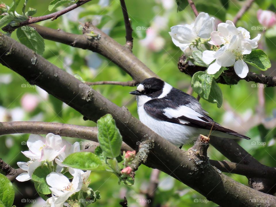 bird in a blooming garden