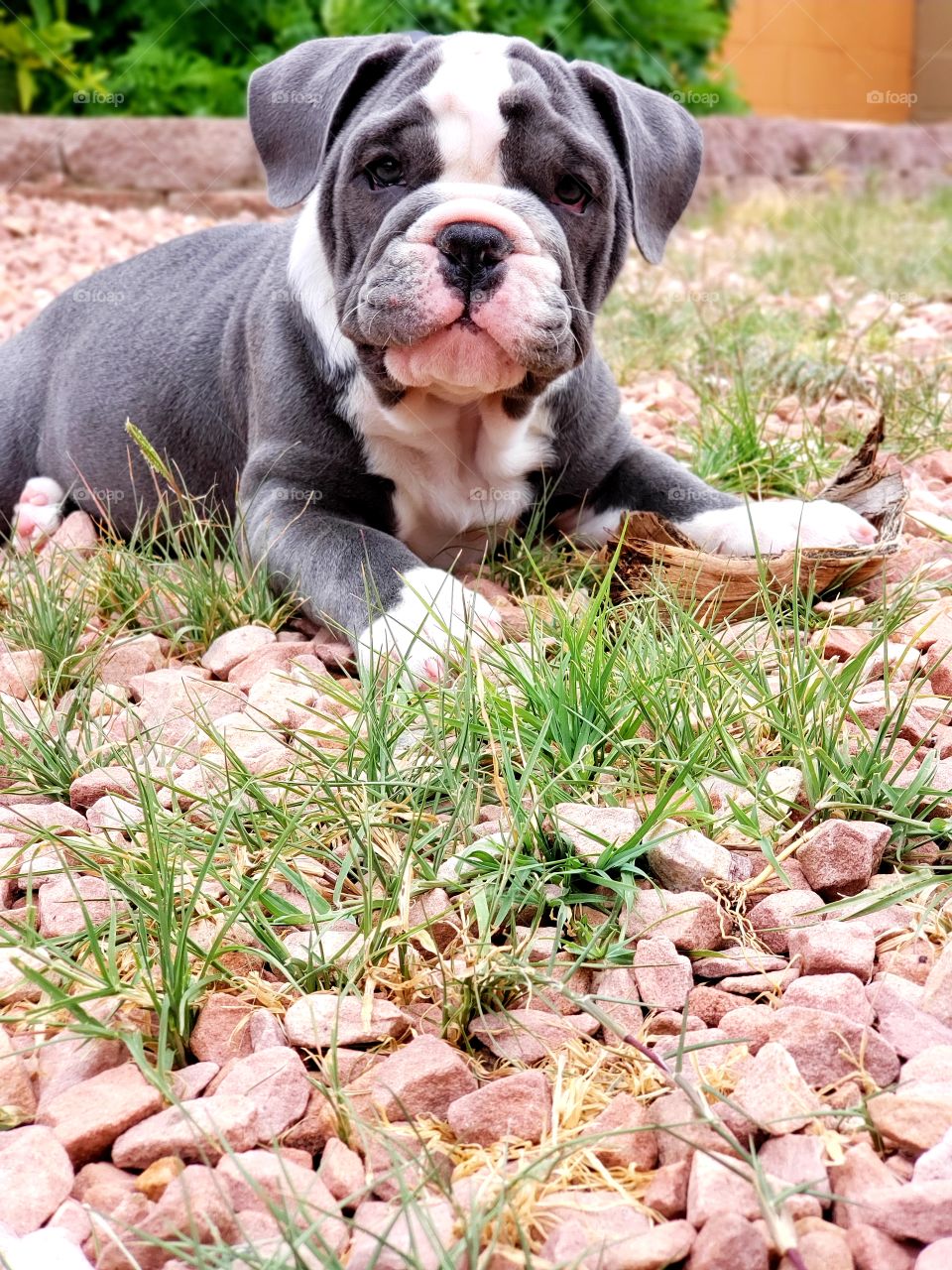 Found a new chew toy