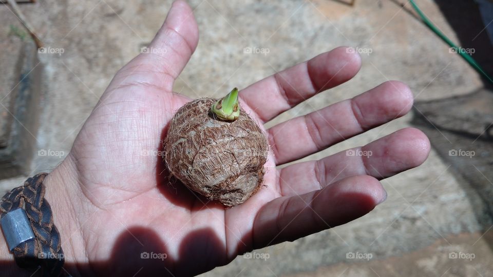 Inhame com broto, isso  é uma delícia na culinária!