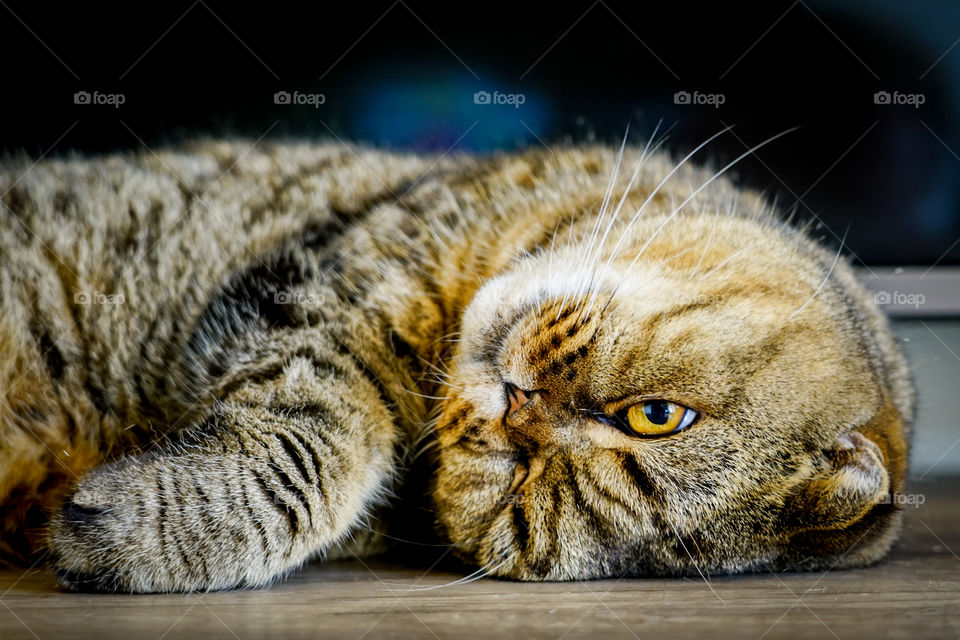 brown stripped scottish fold cat looking away