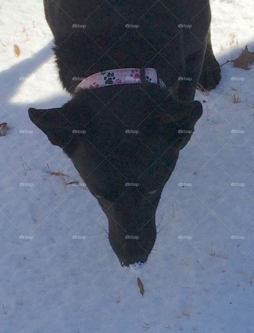 Snow on Leesa's Nose. Leesa had fun playing in the snow!