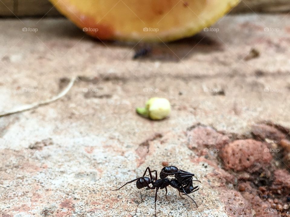 Ant carrying dead ant