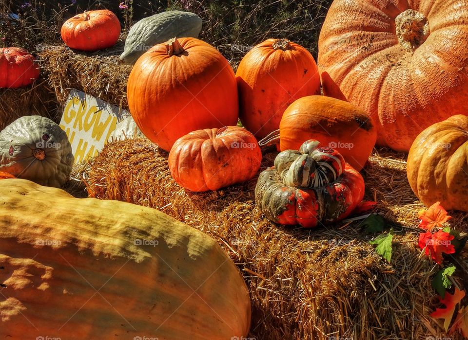 Pumpkins And Haystacks