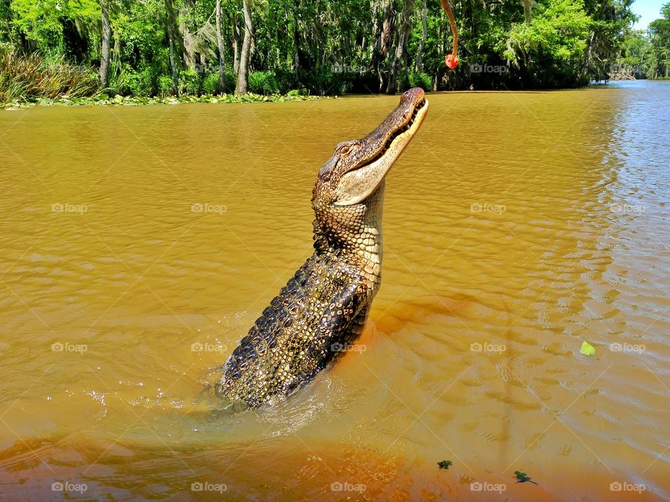 Alligator feeding.