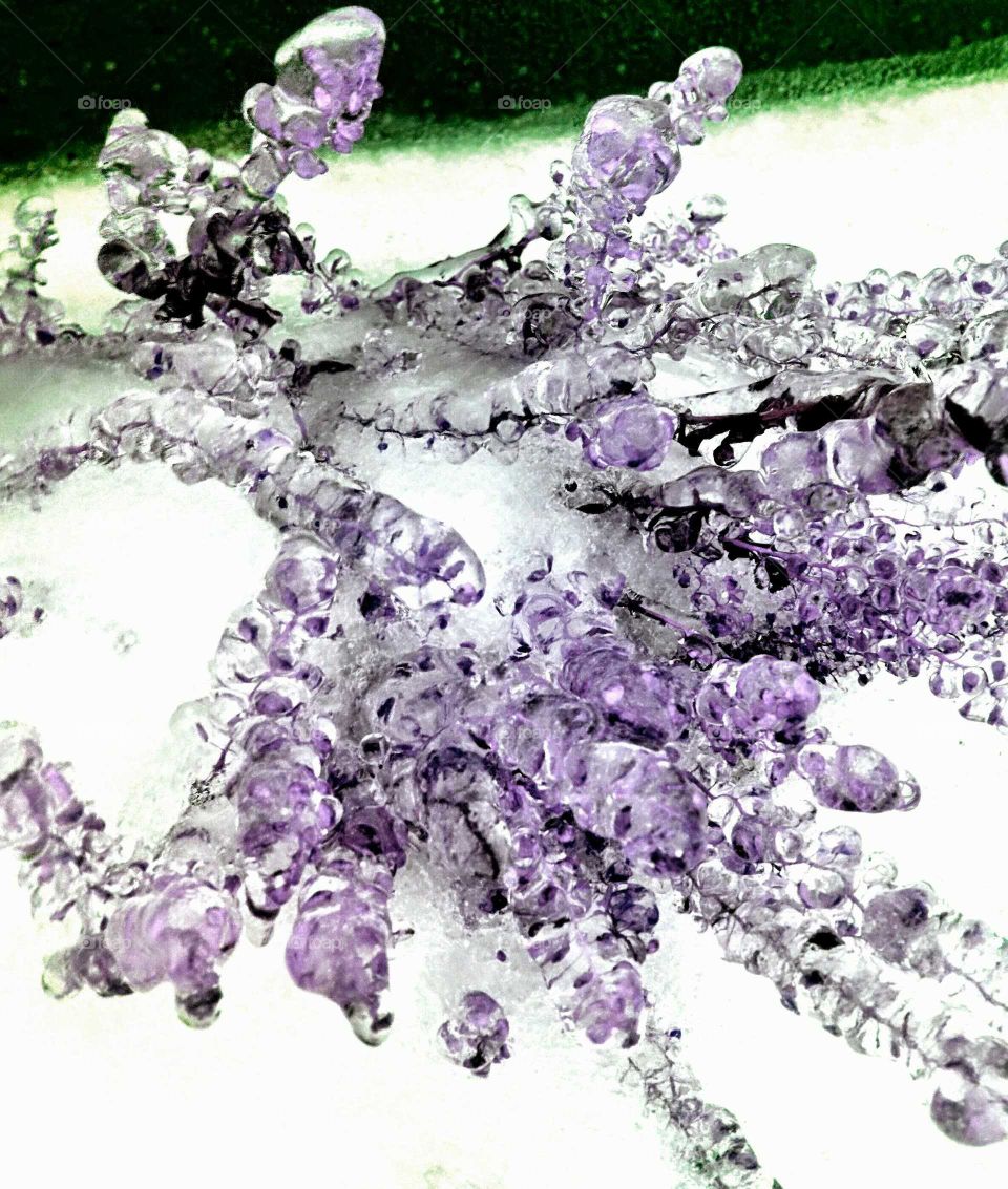 Frozen flower icecles purple.
