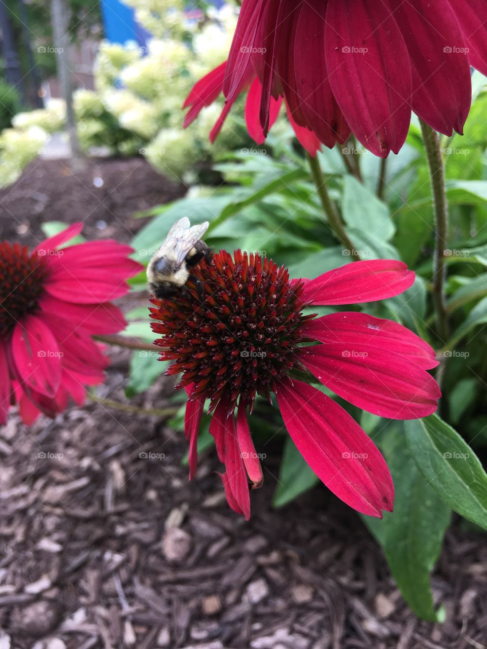 Bumblebee on Red cone flower