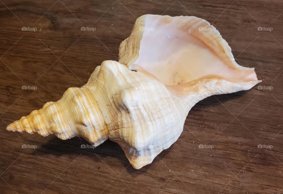 Horse Conch on Wood