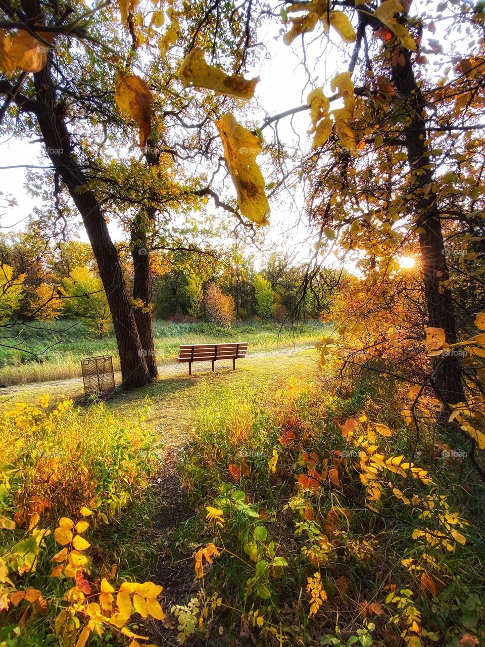 Autumn in the park