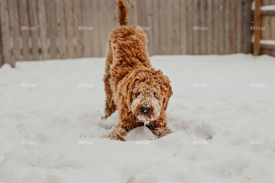 Beautiful and cute dog