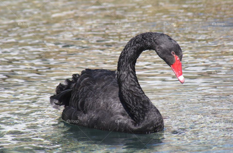 Black swan swimming in lake