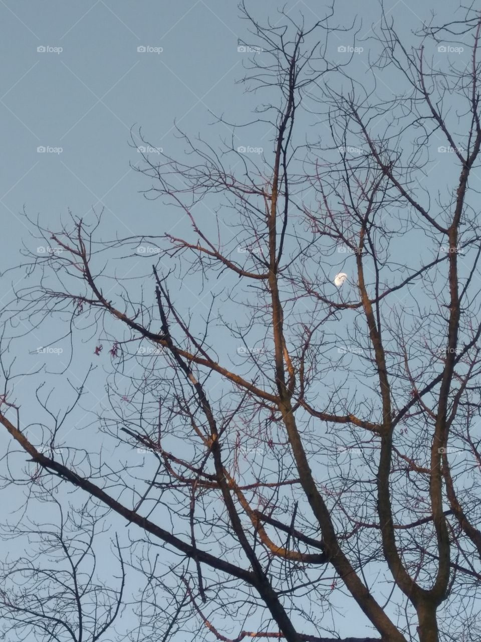 The moon among the branches