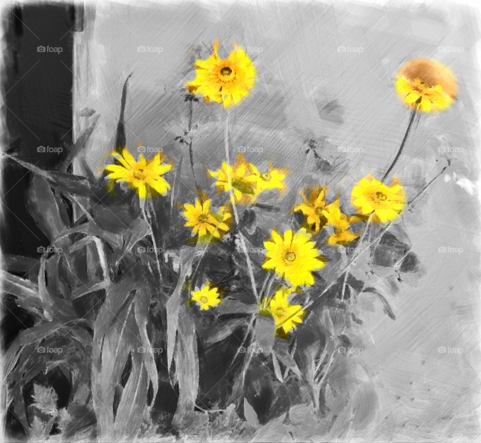Fall Flowers Unique Art, Black and White With Splashes of Color!
