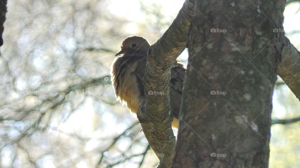 Mourning dove perching on tree