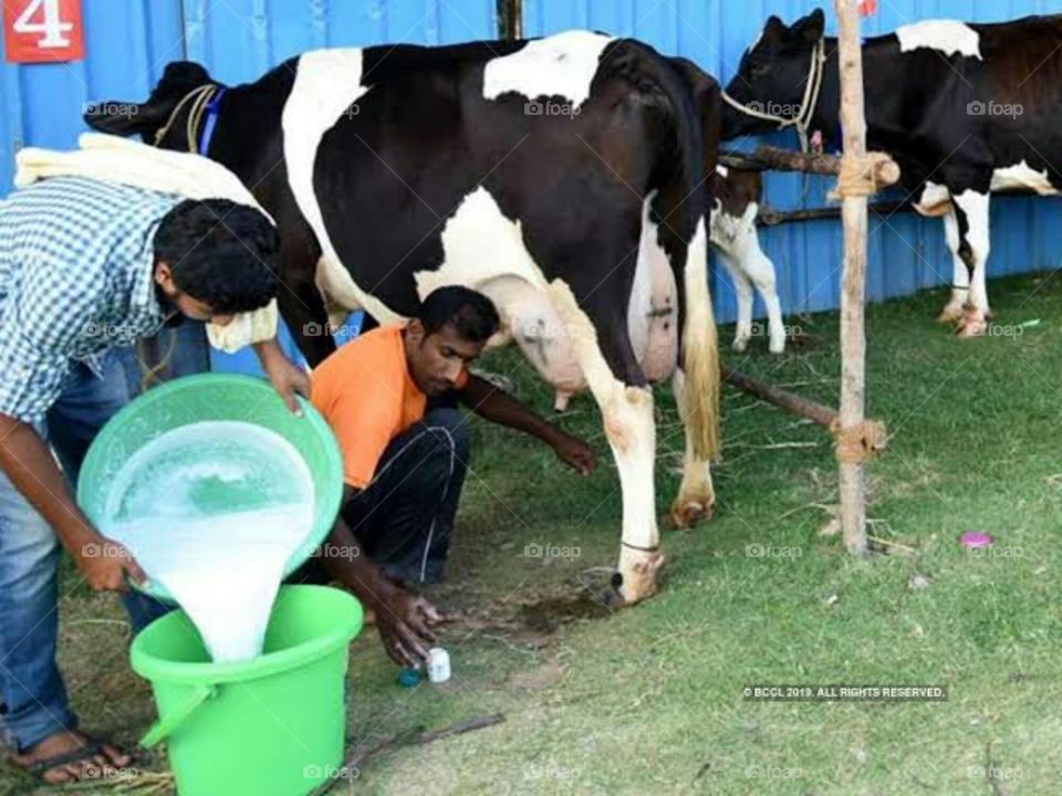 This machine has ability to take out milk from 100 cows per hour but one of the man who does milks by hand is hard working.