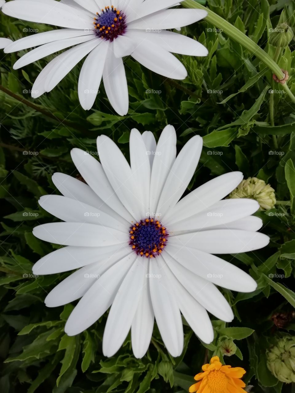 You go crazy when you look at these flowers # sometimes words are not enough to describe them.. Beautifully awesome