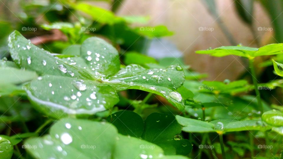 Little droplets of rain on little leaves.