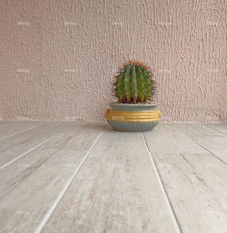 cactus house plant in pot view from the ground