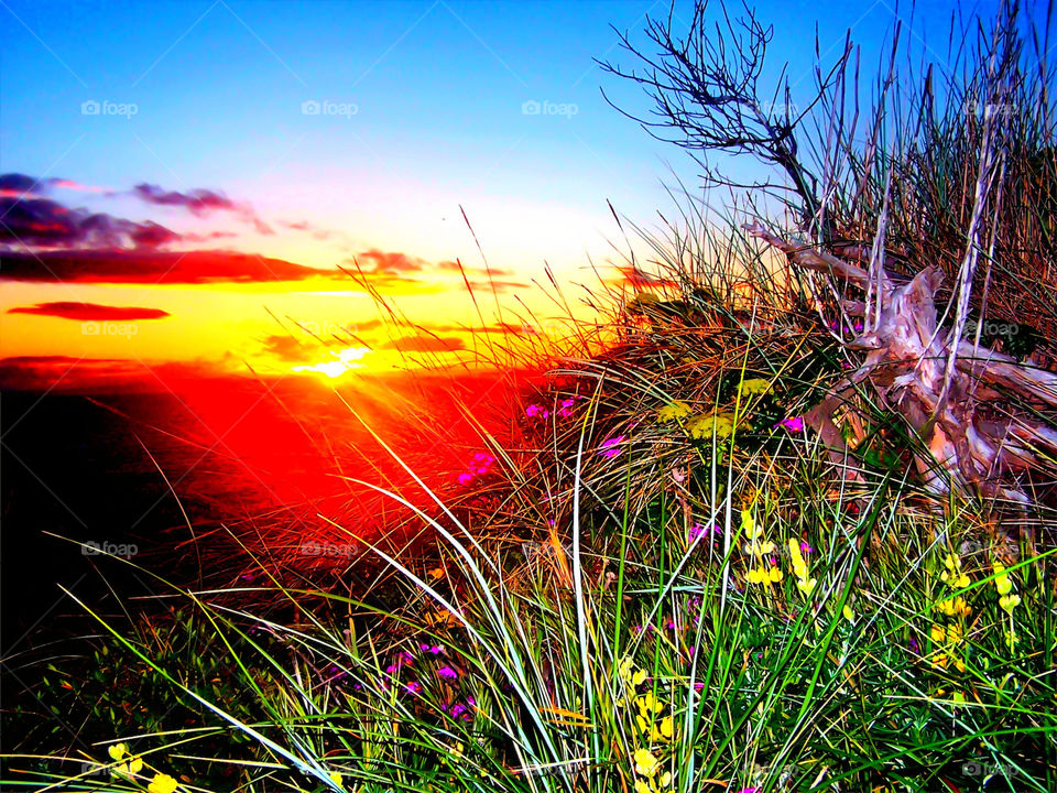 sky flowers sunset by wme