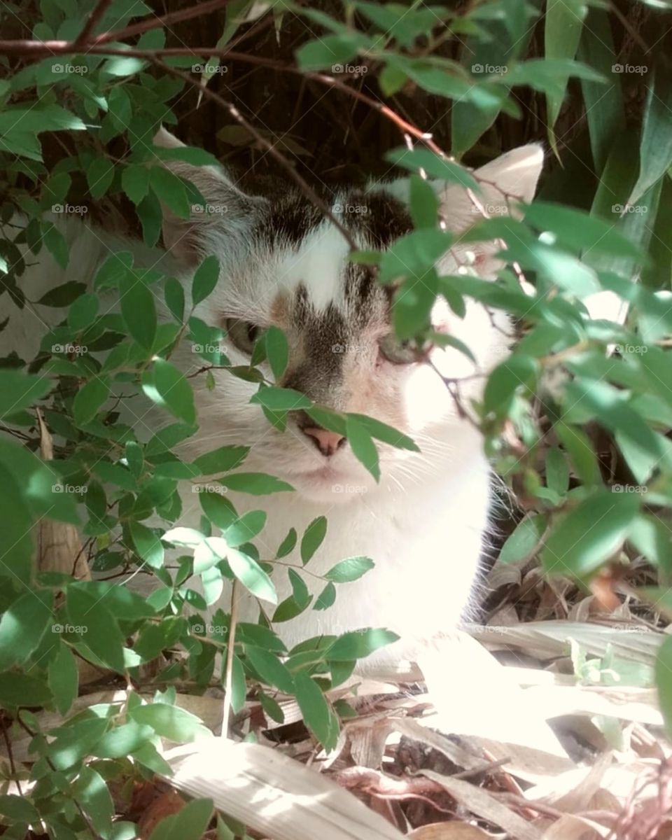 Hiding in the bush