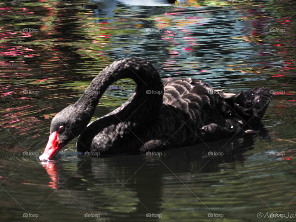 Black swan