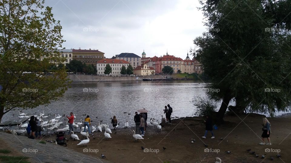 Urban Nature: Water