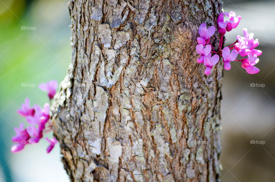 Purple flowers growing out of a tree trunk/bark