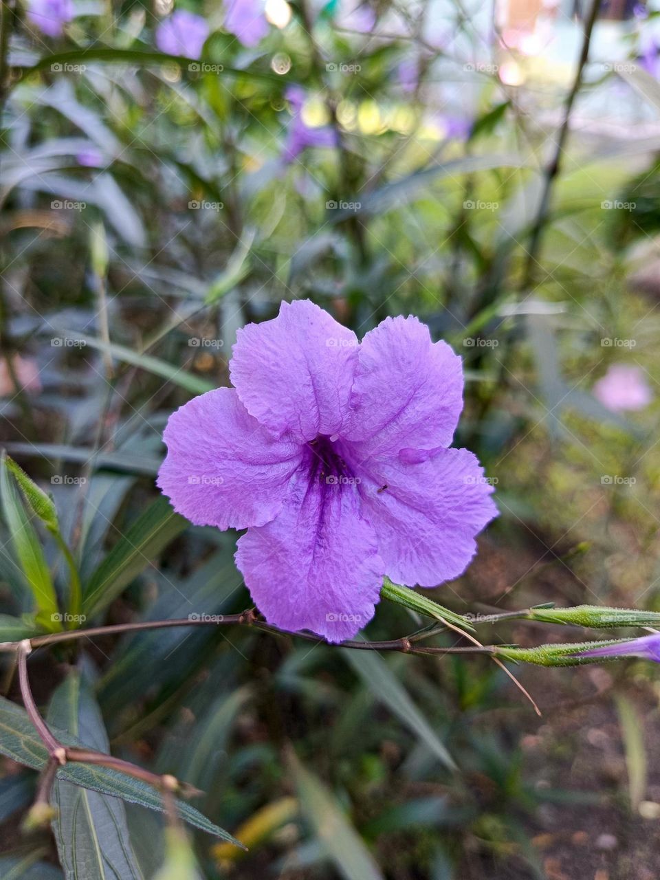 "Grace in bloom, a whisper of purple tranquility."