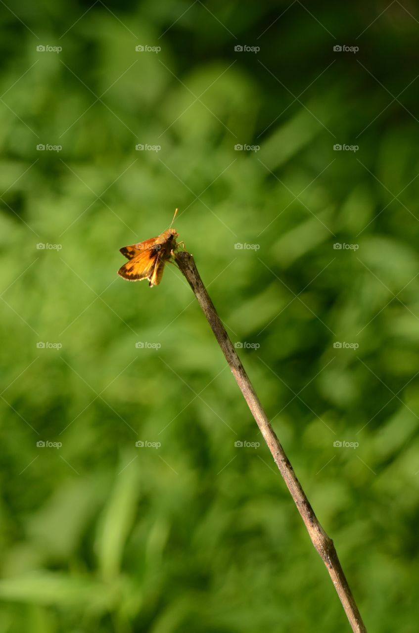 A beautiful butterfly performs ballet scaling a plant branch in the woods.