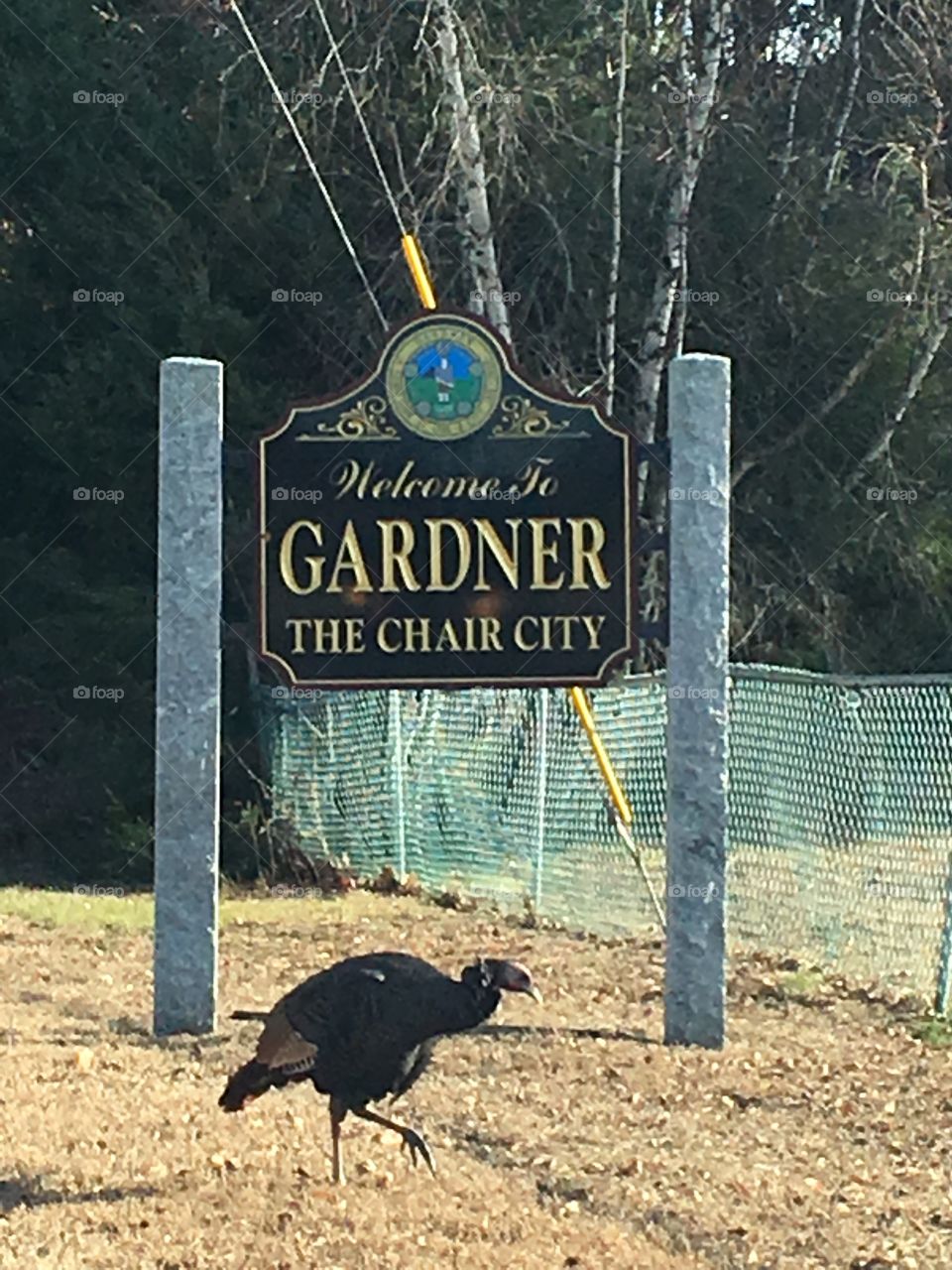 Wild turkey in Gardner Mass 🦃