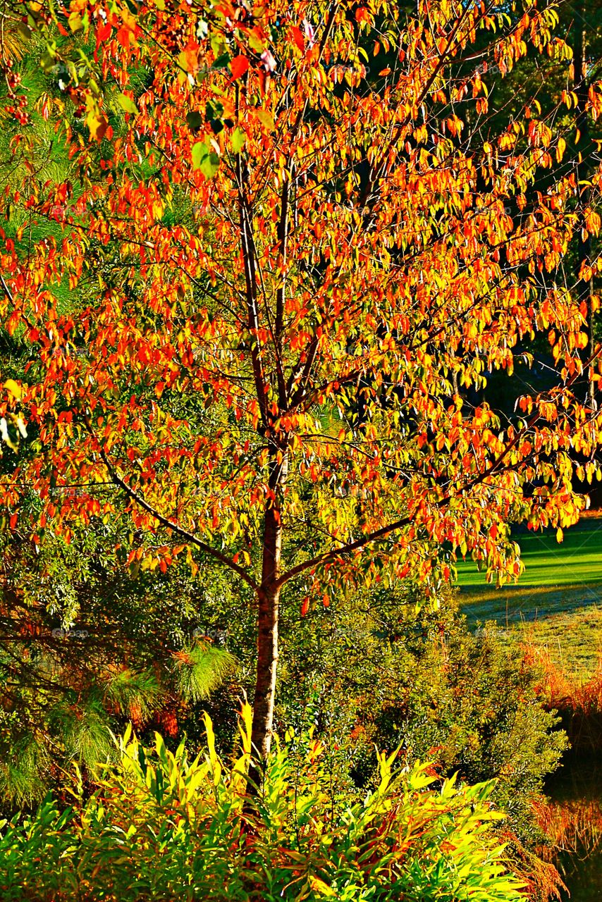 Fall tree