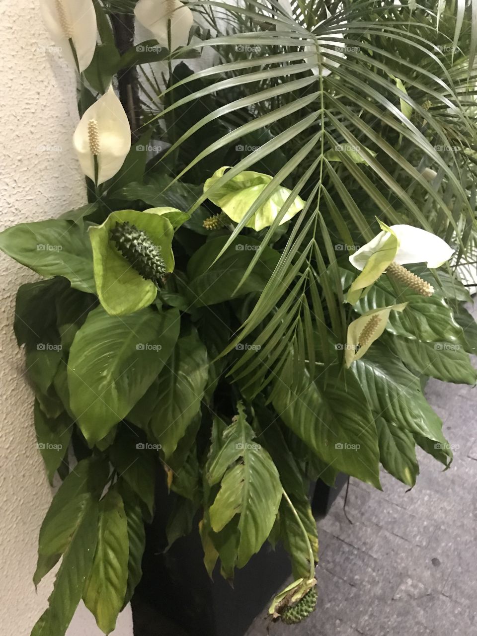 Brazilian plant inside shopping 