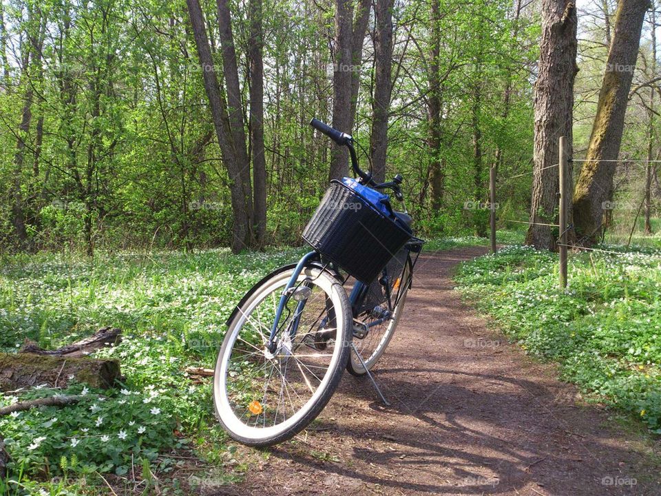 Biking in the forest 