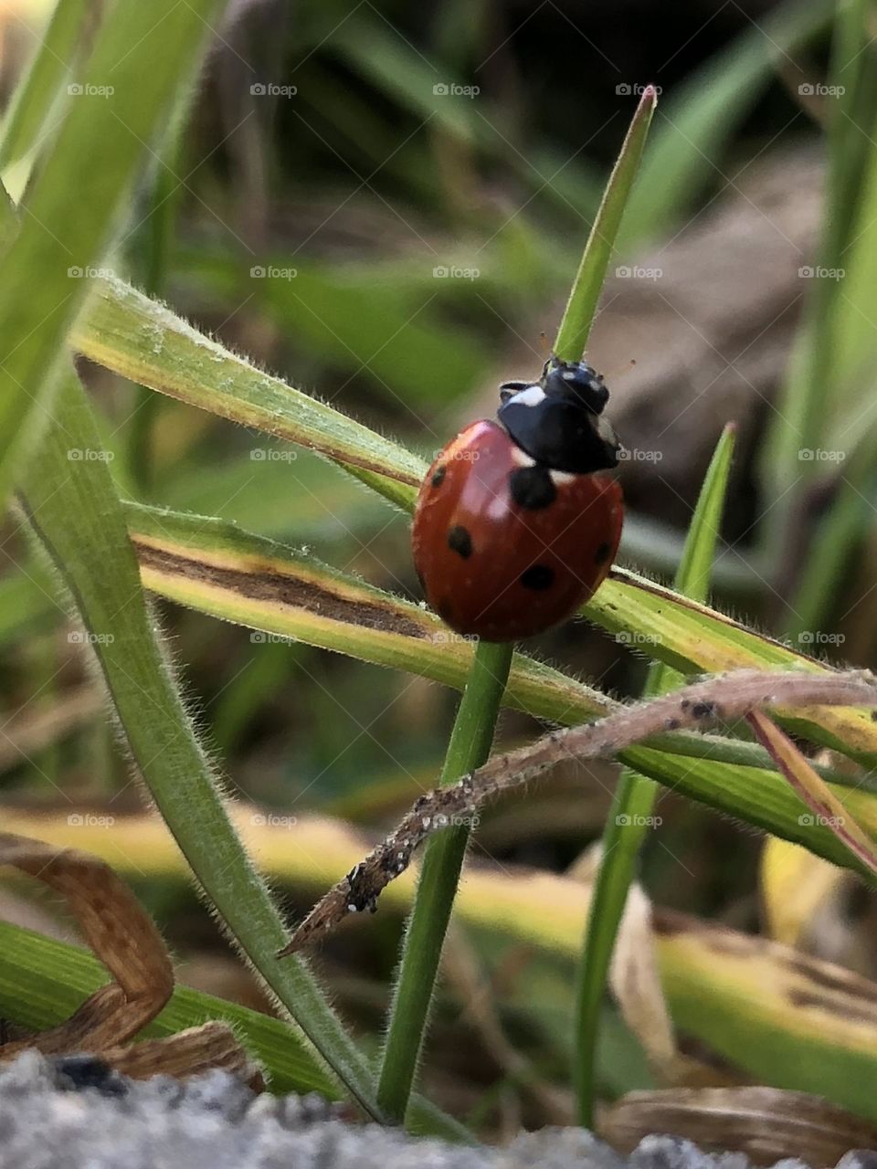 Lady bugs have always fascinated me. I love their colors. Truely beautiful and I am glad to have had the opportunity to capture that.