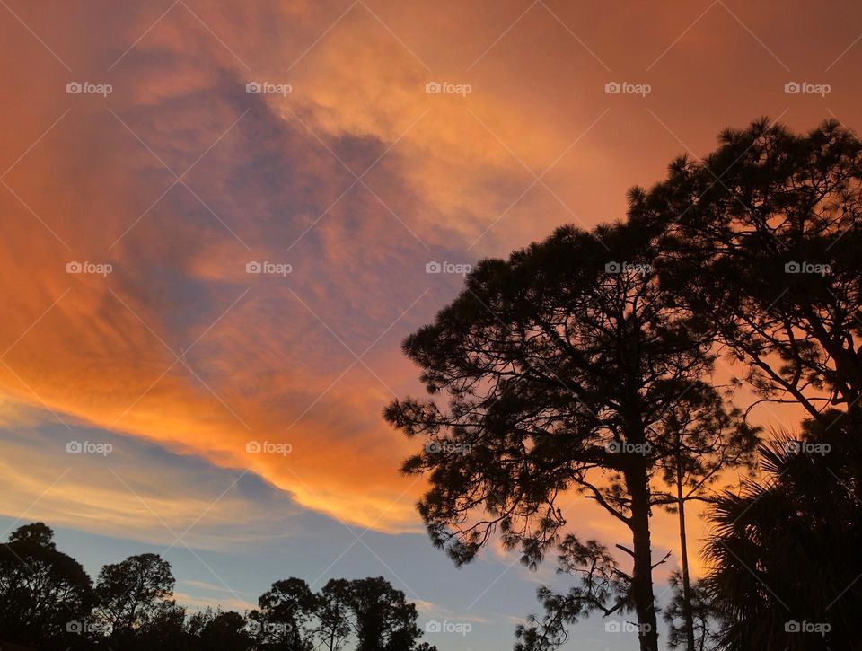 Multicolored sunset with pine silhouettes.