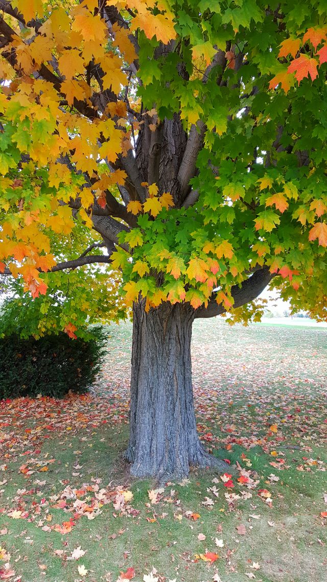 Beautiful autumn