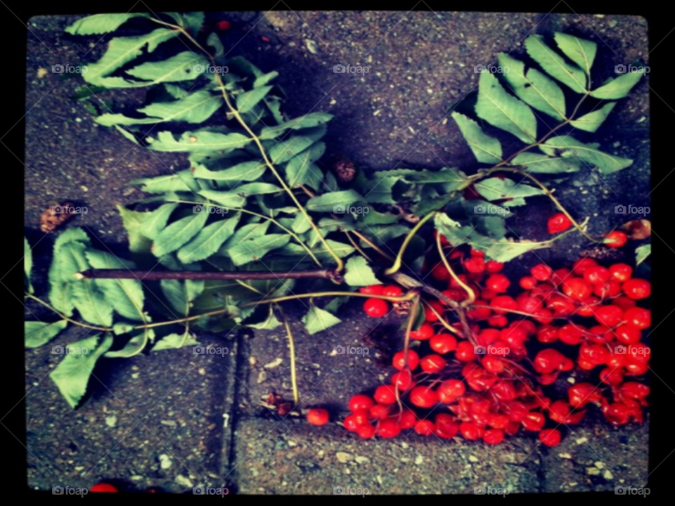 Fallen Berries