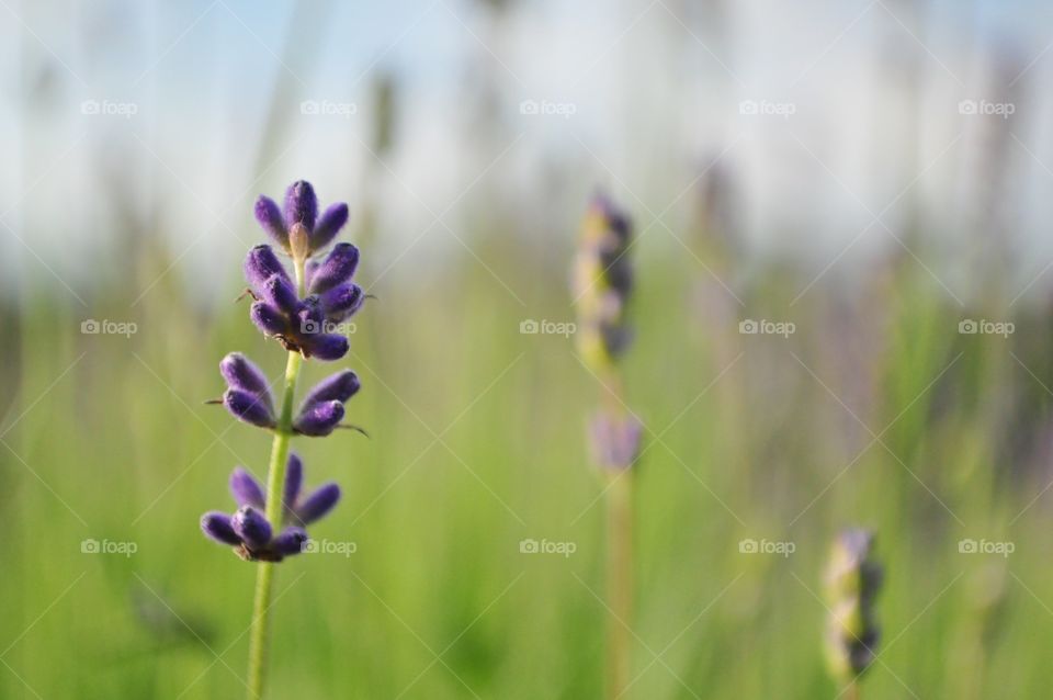 Lavender, purple, green, spring, summer 