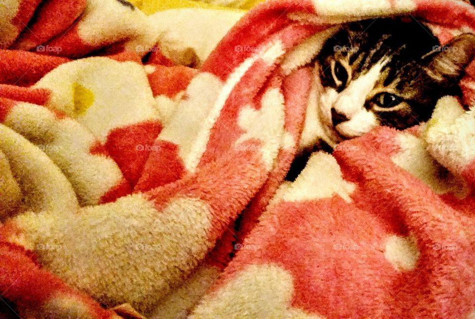 warm kitty furry kitty little ball of fur...