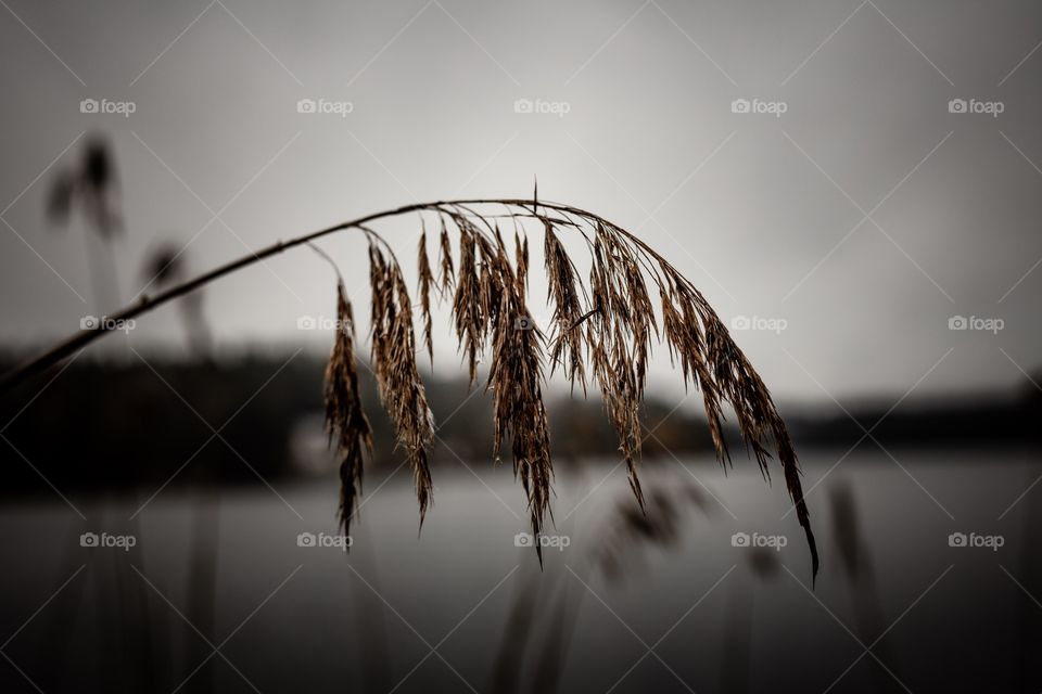 Reed in the rain