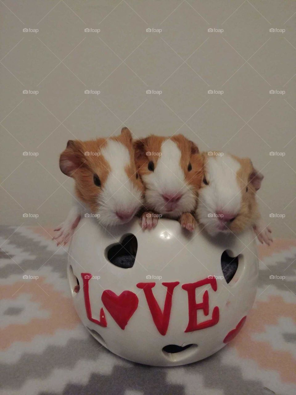 Three newborn guinea pigs