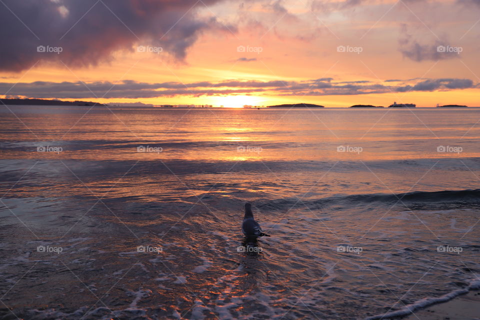 Autumnal sunrise paints beautiful colours on the sky mirroring in the ocean and only seagull is here to judge