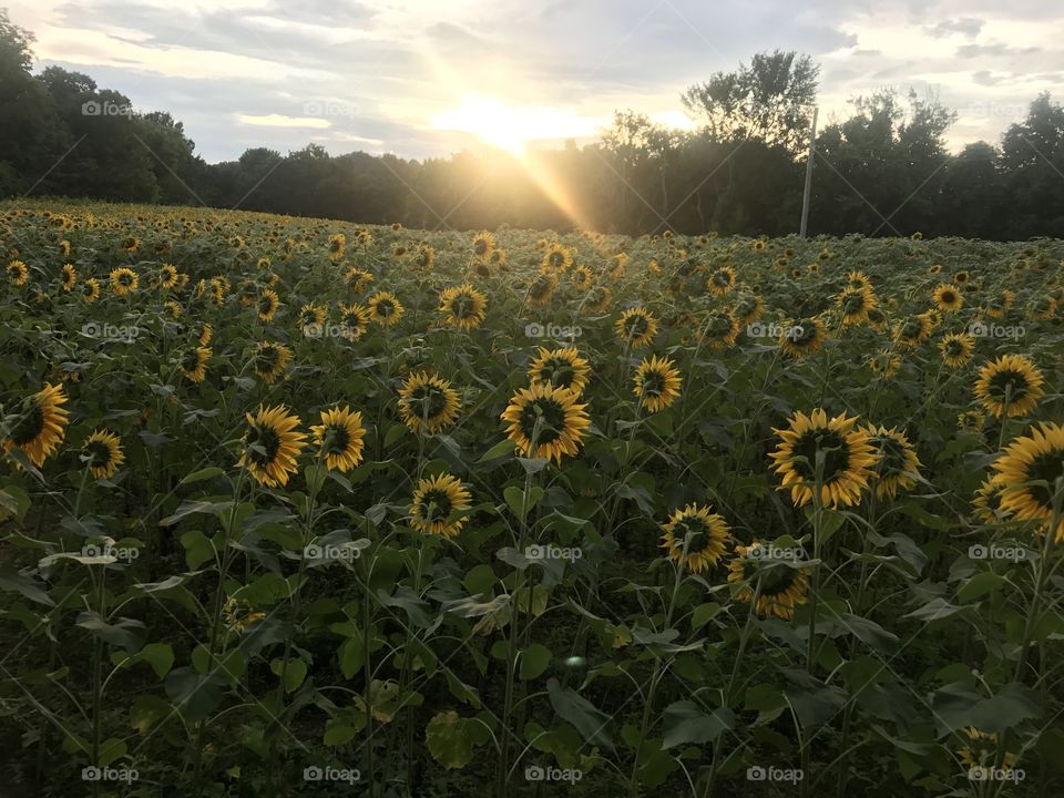 Sunflower, Agriculture, No Person, Outdoors, Field